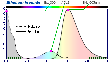 励起蛍光波長 分光特性と解説　Ethidium bromide エチブロ