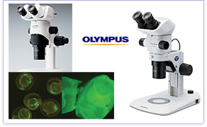 オリンパス実体顕微鏡